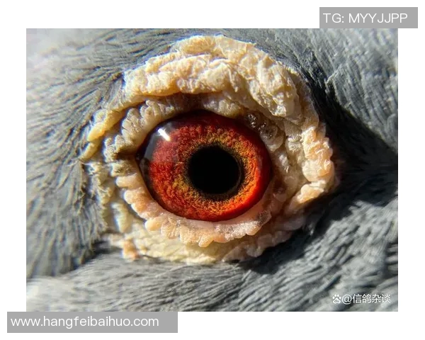 利蒙队与圣何塞体育队激战在即谁能在这场对决中笑到最后